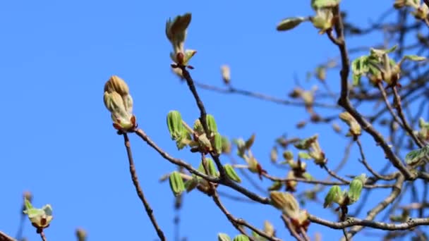 Κλαδιά του conker - κοινή μπουμπούκια κάστανο με μικρά φύλλα σε μπλε φόντο του ουρανού — Αρχείο Βίντεο