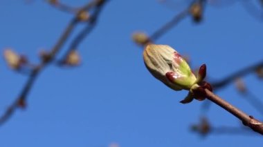 conker - mavi gökyüzü arka planında yaygın kestane tomurcukları