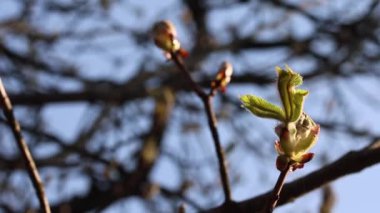 conker - ilkbaharda yaygın kestane tomurcukları ve taze yapraklar