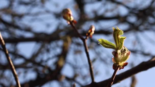 Conker - germogli di castagno comuni e foglie giovani in primavera — Video Stock