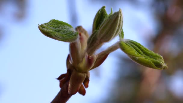 Close-up άποψη των μικρών φύλλων σε conker - κοινά μπουμπούκια κάστανο την άνοιξη — Αρχείο Βίντεο