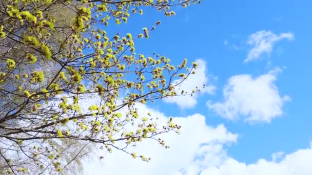 Árbol de floración amarilla en primavera cielo azul — Vídeo de stock