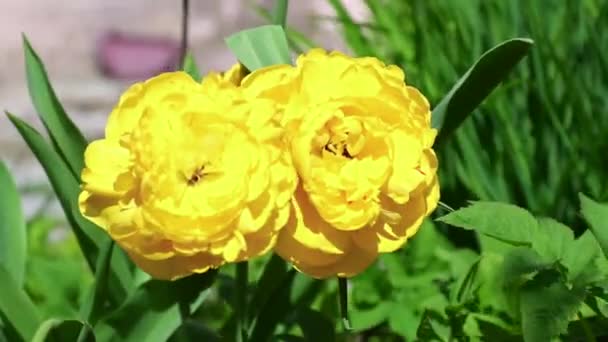 Két virágzó sárga tulipán a zöld háttér — Stock videók