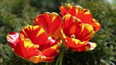 Kırmızı ve sarı laleler yaz rüzgarında hareket ediyor.