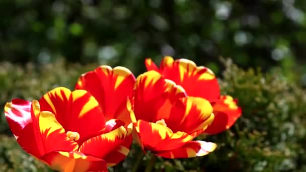 Rote und gelbe Tulpen bewegen sich im Sommerwind — Stockvideo