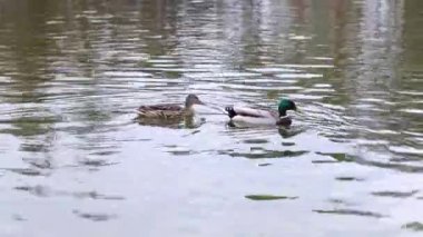 pair of wild ducks swimming in lake pond in park