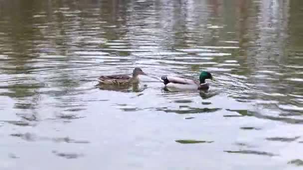 Pair of wild ducks swimming in lake pond in park — Stock video