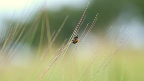 Ladybird ladybug going up and down wheat ears close-up view — Stock Video