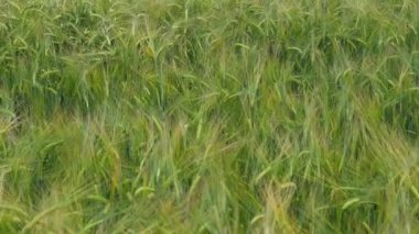 Yaz gününde sarı ve yeşil buğday tarlası 