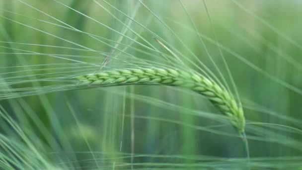 Espiga de trigo verde e orelha em um campo close-up — Vídeo de Stock