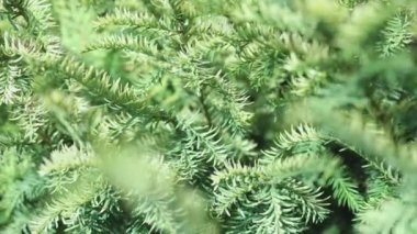 Güneşli yaz gününde yaprakları yaprakları yaprakları yapraklarla kaplı.