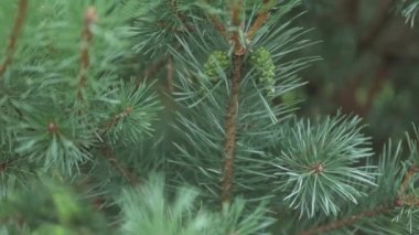 Çam ağacı brunch 'ları ve rüzgarda hareket eden yeşil koniler. 