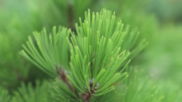 Primo piano verde pino aghi freschi su uno sfondo sfocato — Video Stock