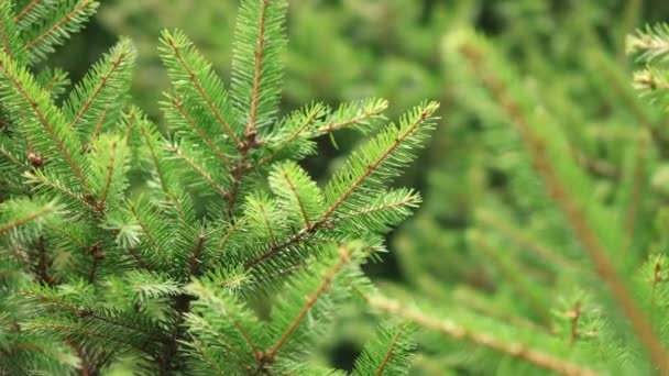 Agulhas de pinheiro de abeto verde no fundo de Natal ano novo — Vídeo de Stock