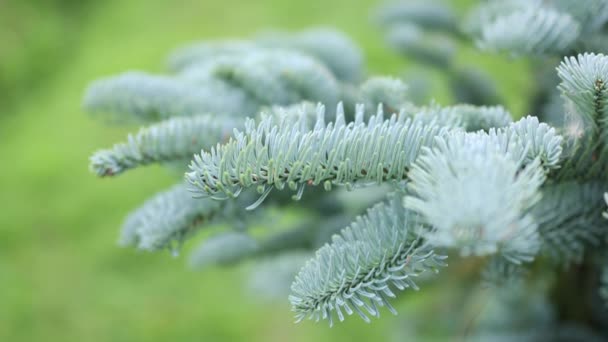 Blauwe naalden van een pijnboom brunch op een wazig groene achtergrond — Stockvideo