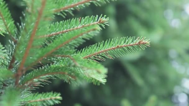 Abeto brilhante ramo verde movendo-se em um vento em uma floresta ou madeira ensolarado fundo embaçado — Vídeo de Stock