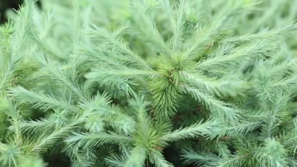 Nové mladé čerstvé zelené jehličí jehličnatých smrkových větví věčně zelené vánoční borovice. — Stock video