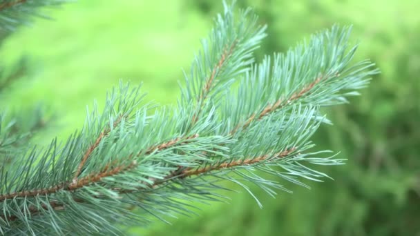 Brunch de pino sobre fondo verde borroso — Vídeo de stock