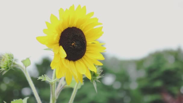 Kleiner Sonnenblumenkopf in voller Blüte in einer Landschaft. Glückskonzept für die Landwirtschaft — Stockvideo