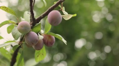 organik olgunlaşan kırmızı mor kiraz eriği ya da kahvaltıda sallanan mirobalan eriği meyveleri.