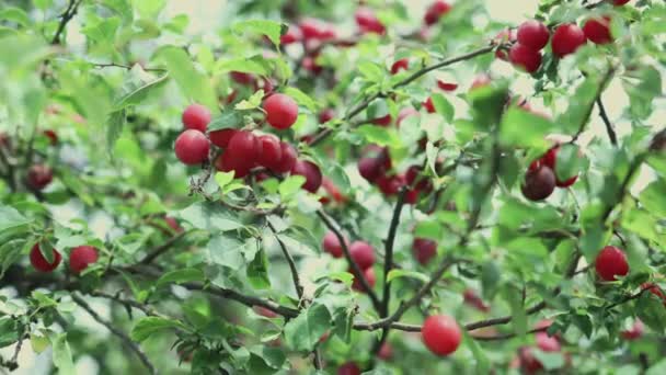 Prunes de cerise rouge mirabelles pruneaux sur des feuilles vertes brunchs de pruniers myrobalan fruits — Video