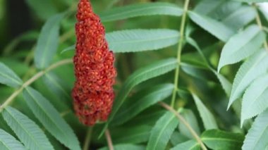 Kırmızı kadife meyveli koni çiçekli staghorn sumac rengeyerium sirkesi rostyphina. 
