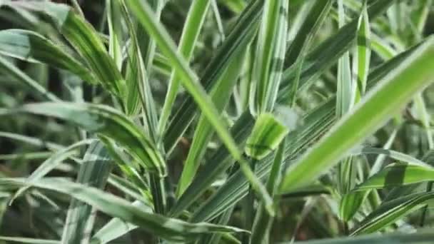 Groen wit gras falaris achtergrond — Stockvideo