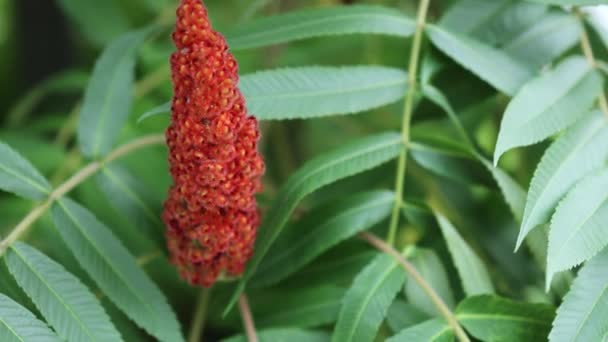 Kırmızı kadife meyveli koni çiçekli staghorn sumac rengeyerium sirkesi rostyphina. — Stok video