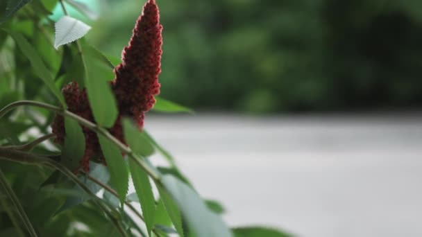 Vörös bársony gyümölcs toboz virág staghorn sumac rénszarvas ecet fa rhustyphina — Stock videók