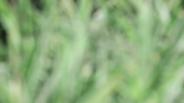 Green blurred bokeh abstract grass nature wind sunlight background — Stock Video