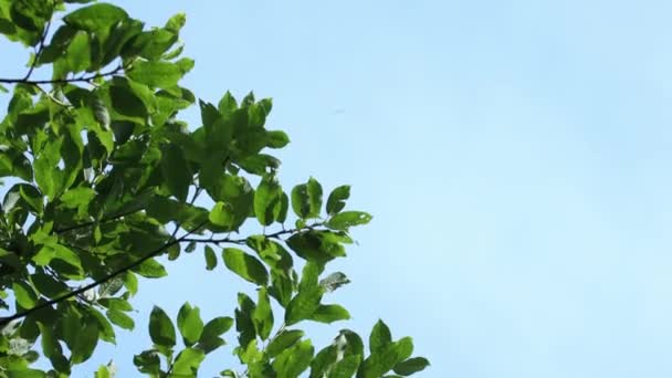 Nedifrån och upp syn på gröna blad av segel salicaceae caprea rör sig i en vind på blå himmel bakgrund — Stockvideo