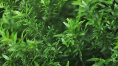 Taze yeşil yaprak arka planı