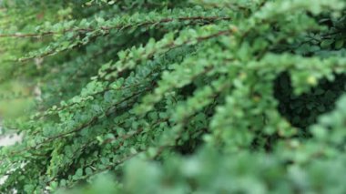 Böğürtlen çalılıklarında yeşil küçük yapraklar doğal doku arkaplanını hazırlar 