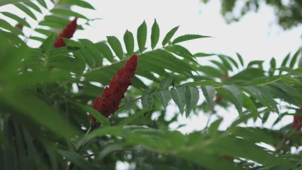 Közeli kép a piros bársony gyümölcs kúp virág staghorn sumac rénszarvas ecet fa rhustyphina — Stock videók