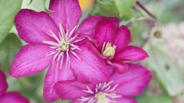 Brillante clematis flores tropicales floreciendo vista de cerca — Vídeo de stock