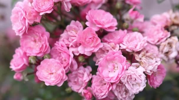 Różowy krzak czerwonych róż w rozkwicie na jasnym tle kwiatowym — Wideo stockowe