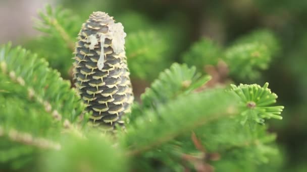 Dennensparren dennenappel met hars op een top in detail close-up zicht — Stockvideo