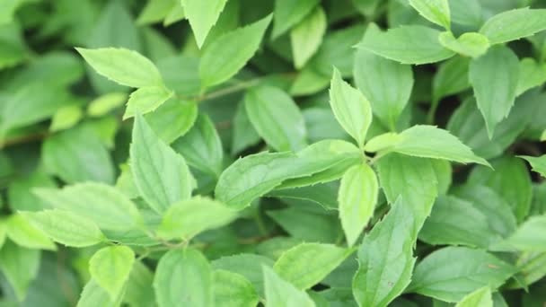 Fresh bright green leaf background — Stock Video