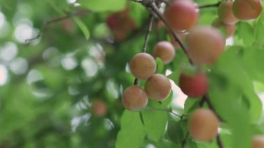 Sarı kırmızı Mirabelle erikleri yeşil yapraklı brunch 'larda meyveler 