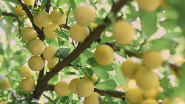 Abundancia de ciruelas mirabelle de cerezo amarillo maduras o ciruelas pasas de mirobalán cosechadas en un árbol — Vídeo de stock