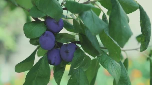 Ciruelas damsón púrpura azul maduro orgánico cosechando en los almuerzos de un árbol frutal en el jardín de verano — Vídeos de Stock