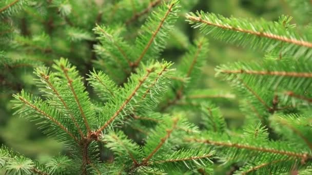 Las ramas brillantes verdes de las agujas de abeto que se mueven en el viento — Vídeo de stock