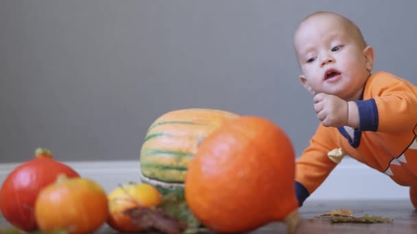 Baby infant in orange clothes and pumpkins on the wooden floor — Stock Video