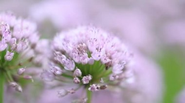 Küre şeklindeki allium dekoratif soğanın detaylı görünümü yeşil arka planda açan pembe mor çiçek başları