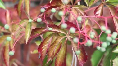 yeşil meyveli yaban üzümü yaprakları 