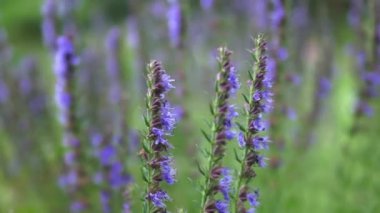 Güneşli bir günde mor lavanta çalısı