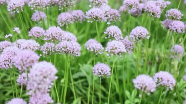 Alyum dekoratif soğan açan pembe mor çiçek topu başlıkları yeşil arka planda