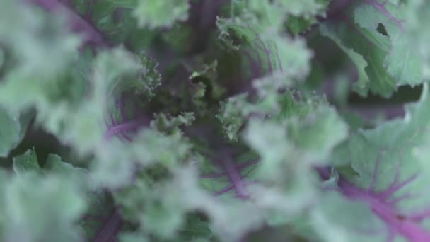Primer plano vista central de la col decorativa púrpura hojas de flores verdes girando en zoom — Vídeo de stock