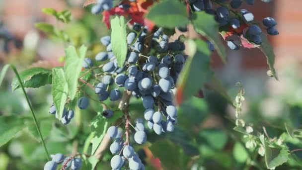俄勒冈州葡萄的龙涎香蓝莓 — 图库视频影像