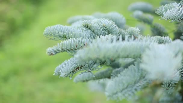 Brunches of the blue pine tree spruce — Stock video